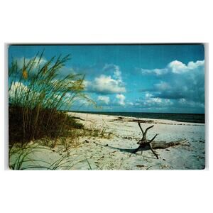 Virginia Beach VA Scenic Beach Dune Grass Driftwood Ocean Postcard